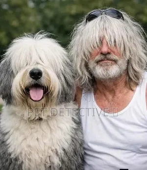 1-3 months Male Purebred Shih Tzu