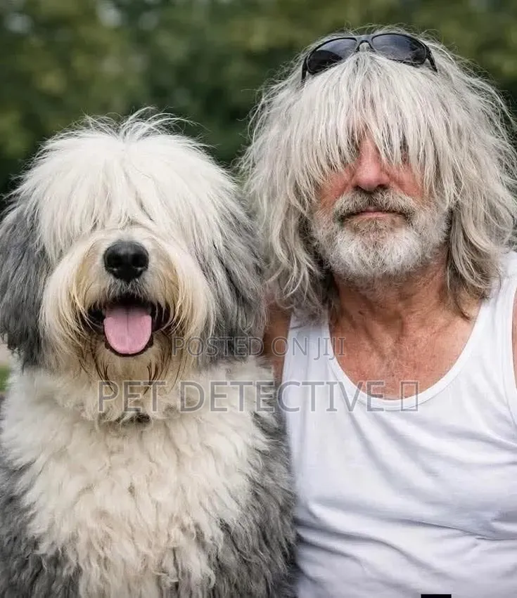 1-3 months Male Purebred Shih Tzu