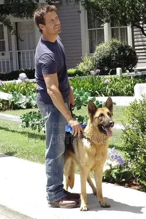 1-3 months Male Purebred German Shepherd