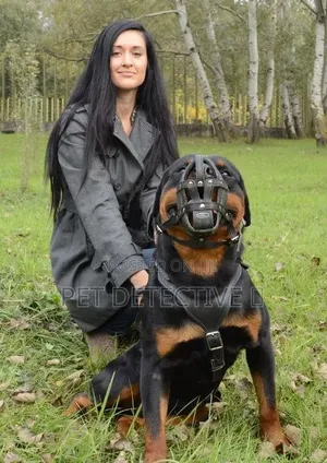 6-12 months Male Purebred German Shepherd