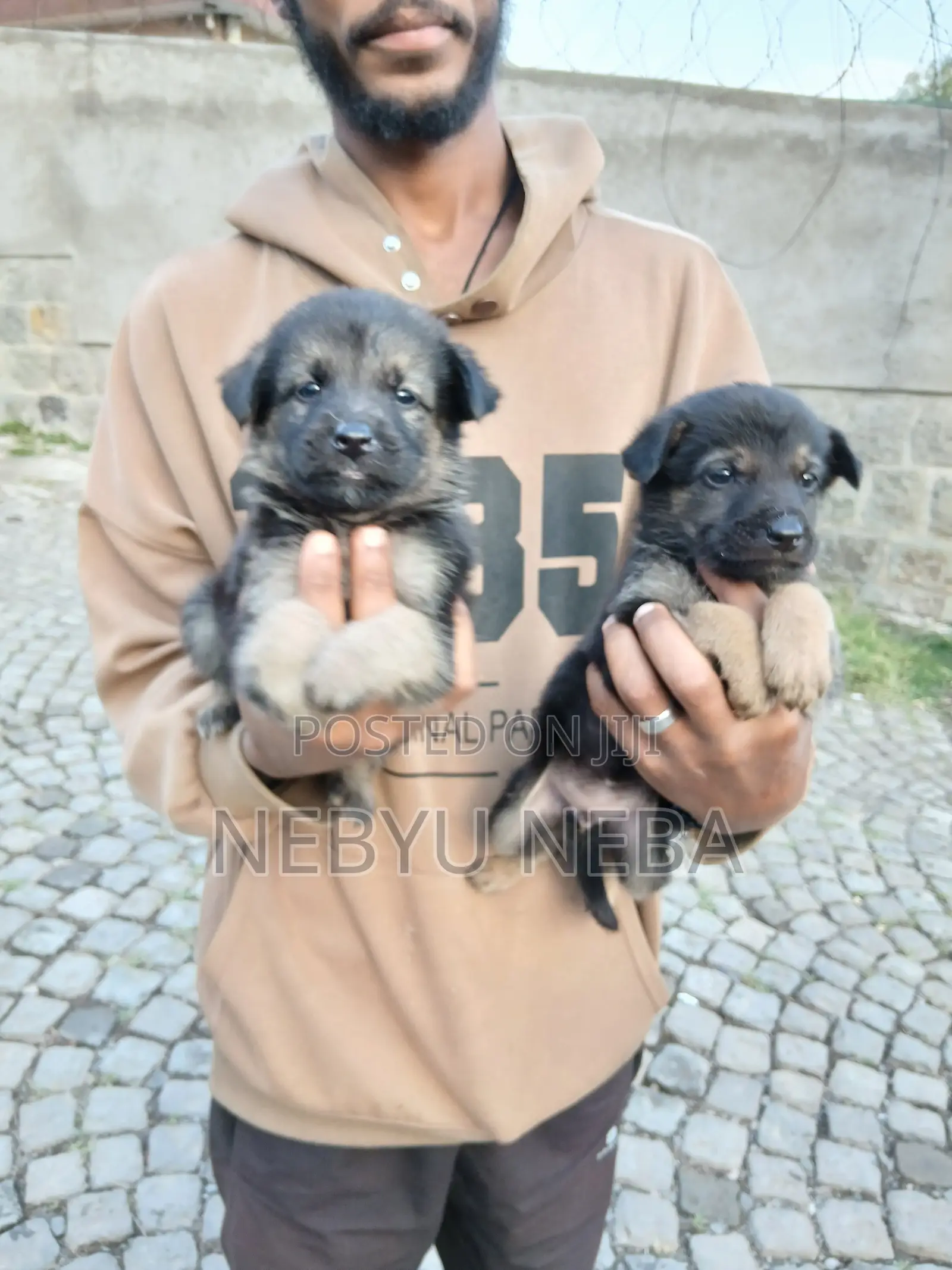 1-3 months Male Purebred German Shepherd