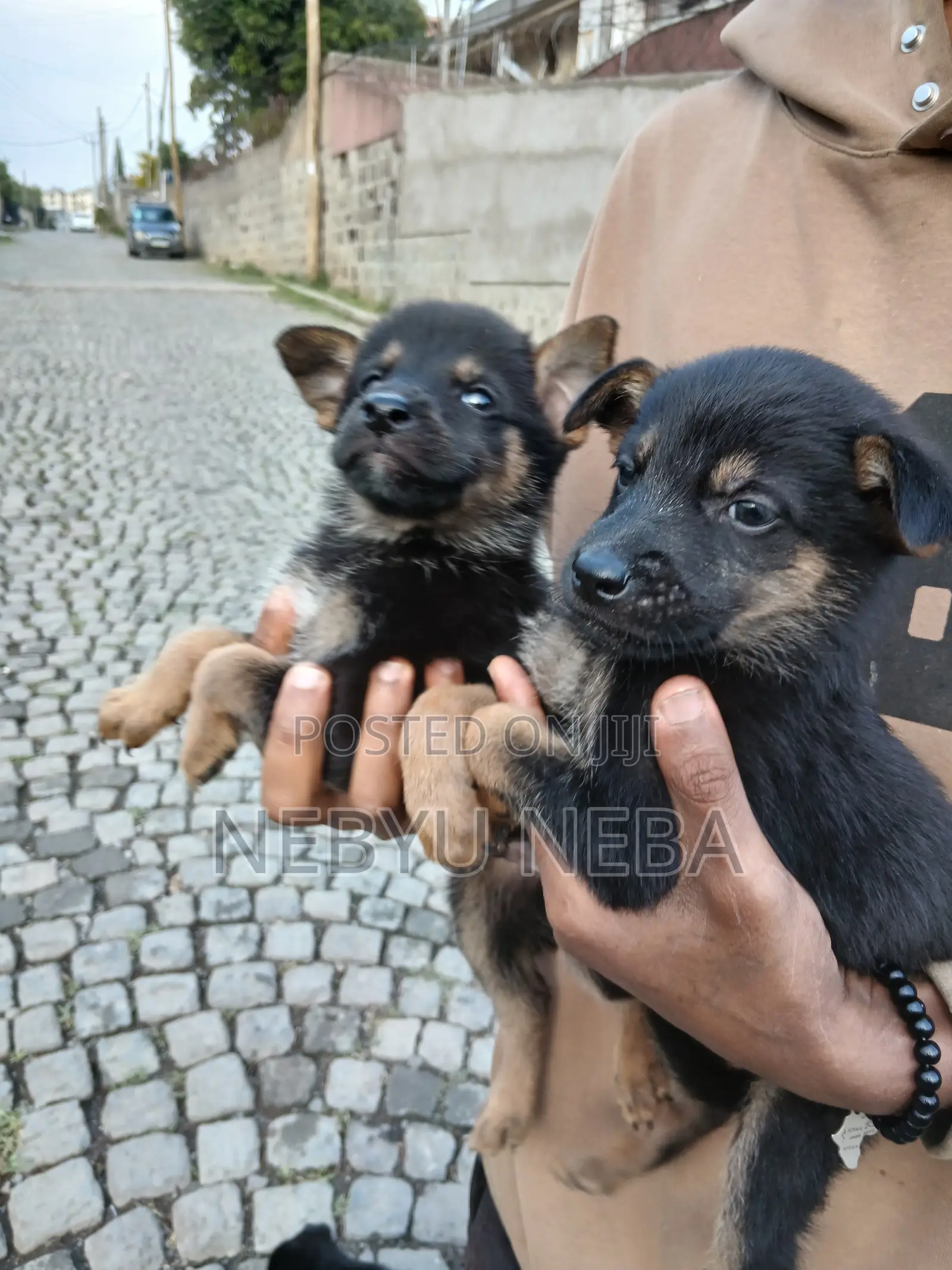 1-3 months Male Purebred German Shepherd