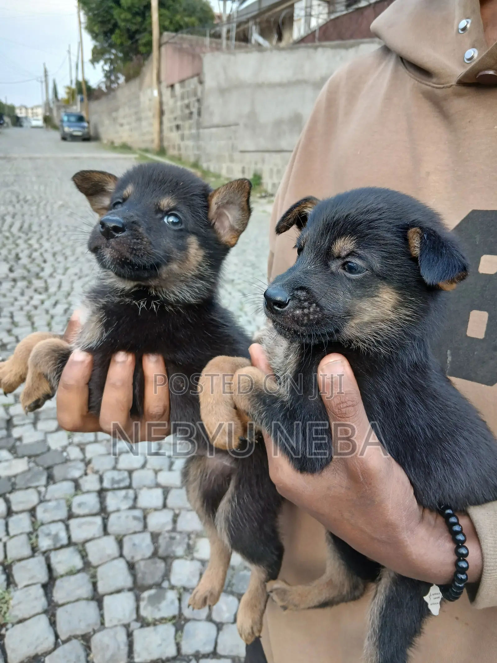 1-3 months Male Purebred German Shepherd