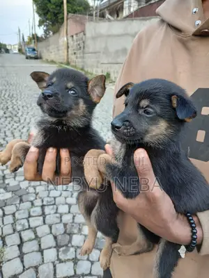 1-3 months Male Purebred German Shepherd