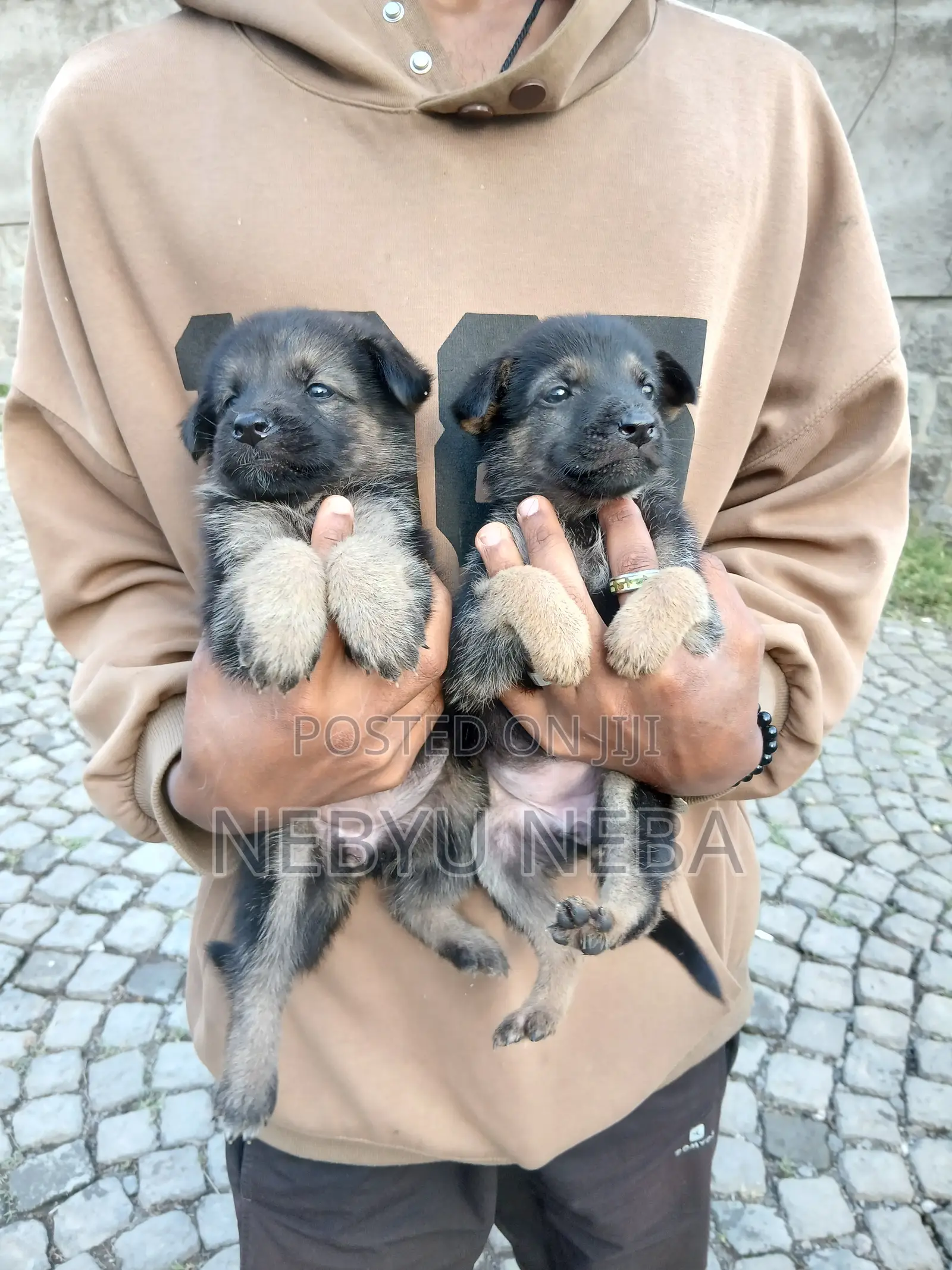 1-3 months Male Purebred German Shepherd