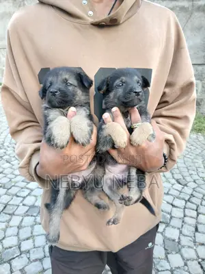 1-3 months Male Purebred German Shepherd