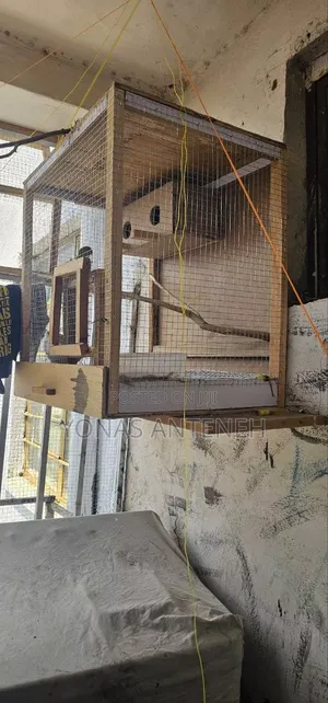 Parrot With Cage