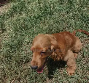 1-3 months Female Purebred Cocker Spaniel
