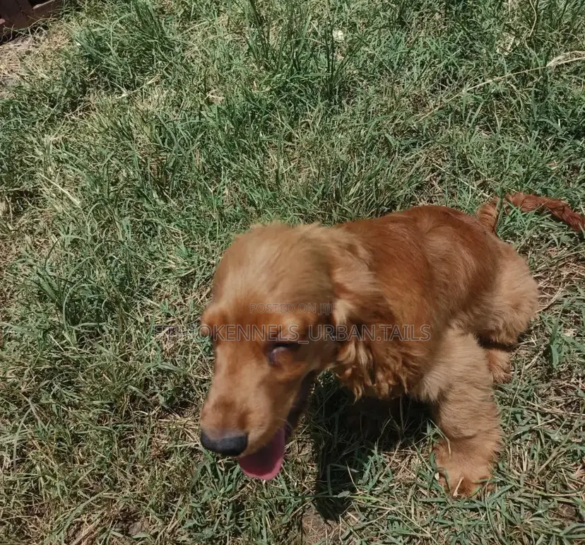 1-3 months Female Purebred Cocker Spaniel