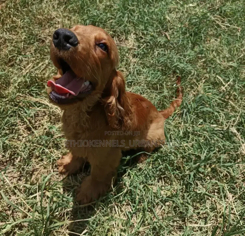 1-3 months Female Purebred Cocker Spaniel