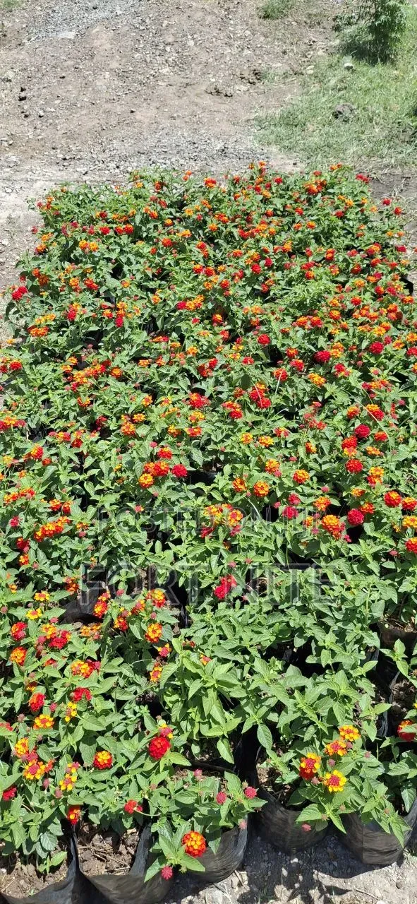 Tg Flora Gardening/Landscaping Indoor Plants(Soil,Grass,Pots Plant)