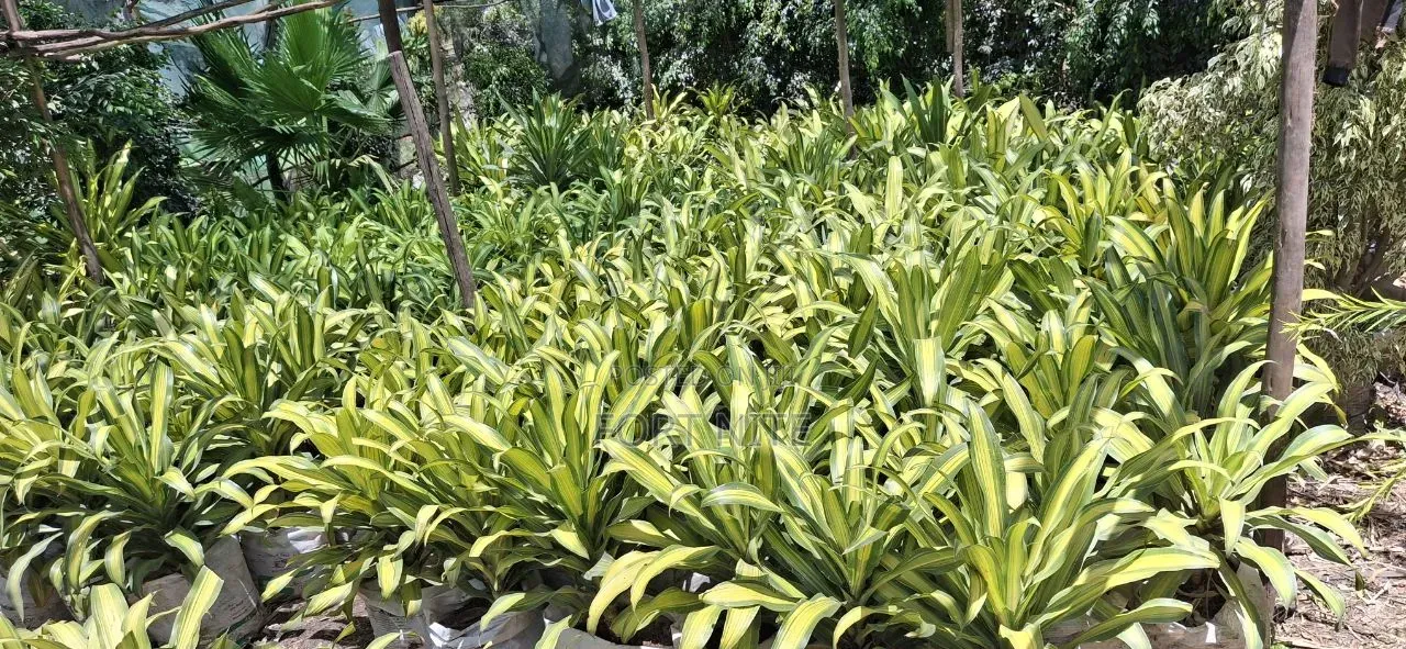 Tg Flora Gardening/Landscaping Indoor Plants(Soil,Grass,Pots Plant)