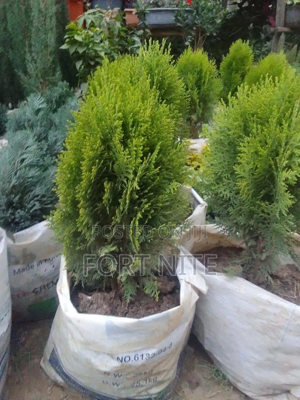 Tg Flora Gardening/Landscaping Indoor Plants(Soil,Grass,Pots Plant)