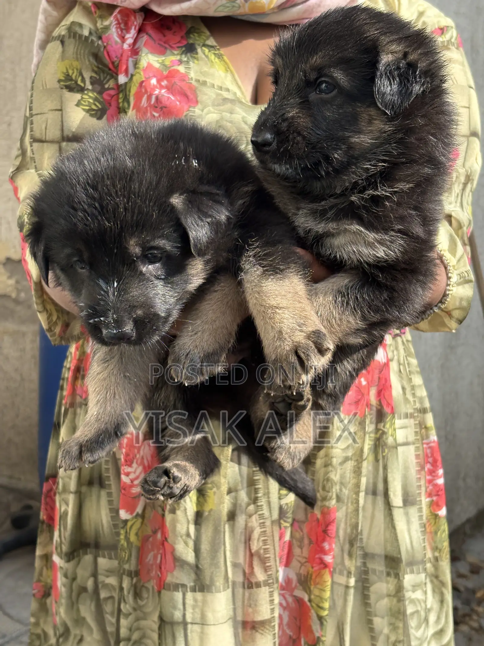 1-3 months Male Purebred German Shepherd