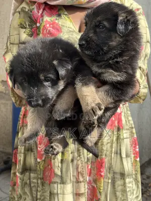 1-3 months Male Purebred German Shepherd