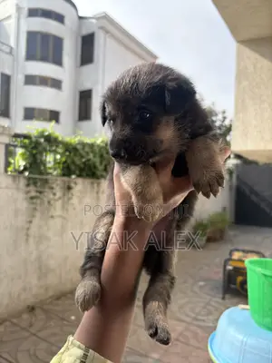 1-3 months Male Purebred German Shepherd