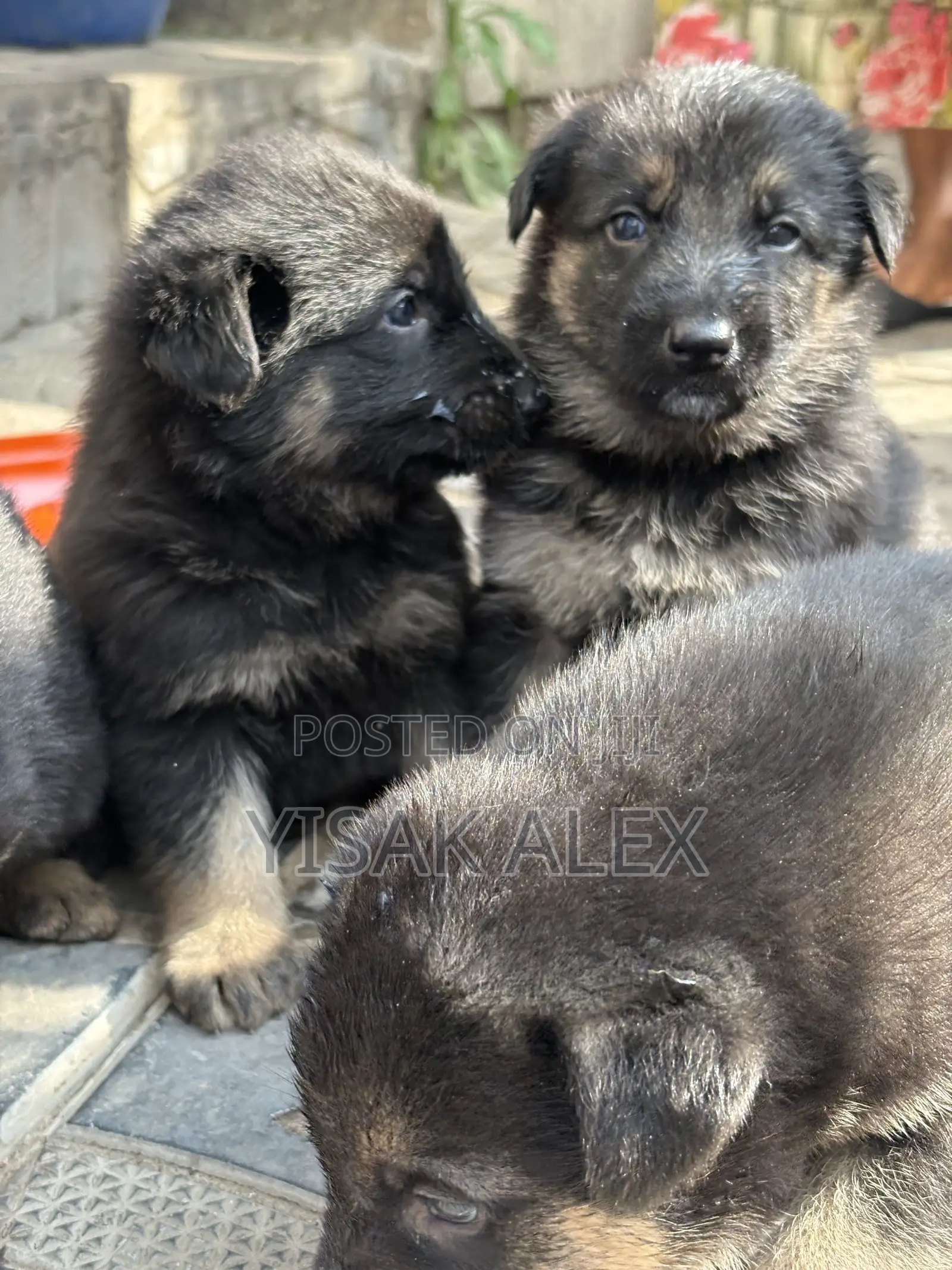 1-3 months Male Purebred German Shepherd