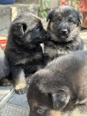 1-3 months Male Purebred German Shepherd