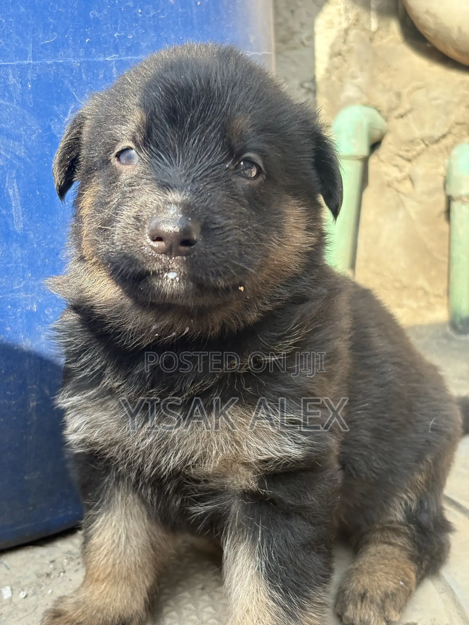 1-3 months Male Purebred German Shepherd