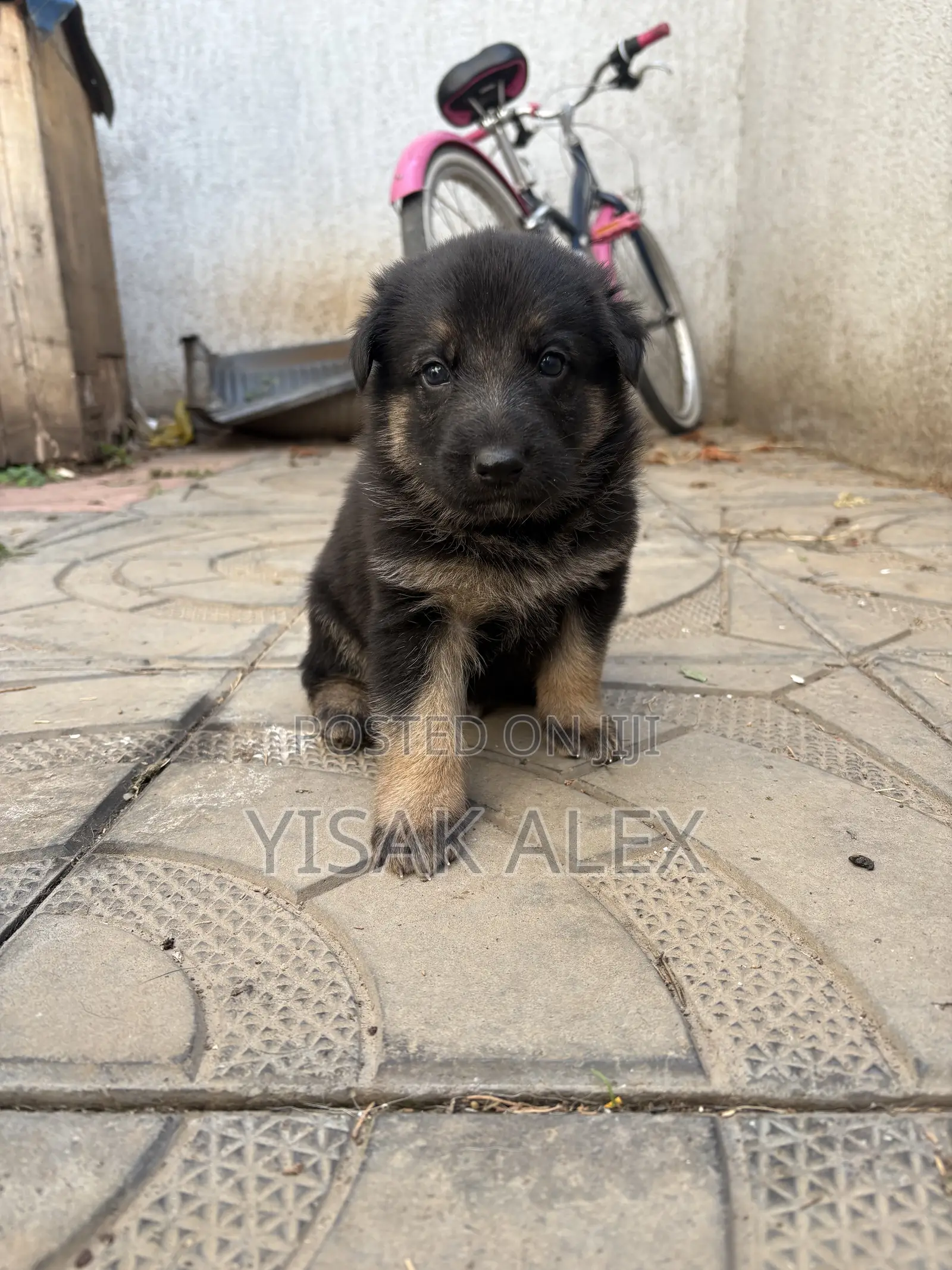 1-3 months Male Purebred German Shepherd