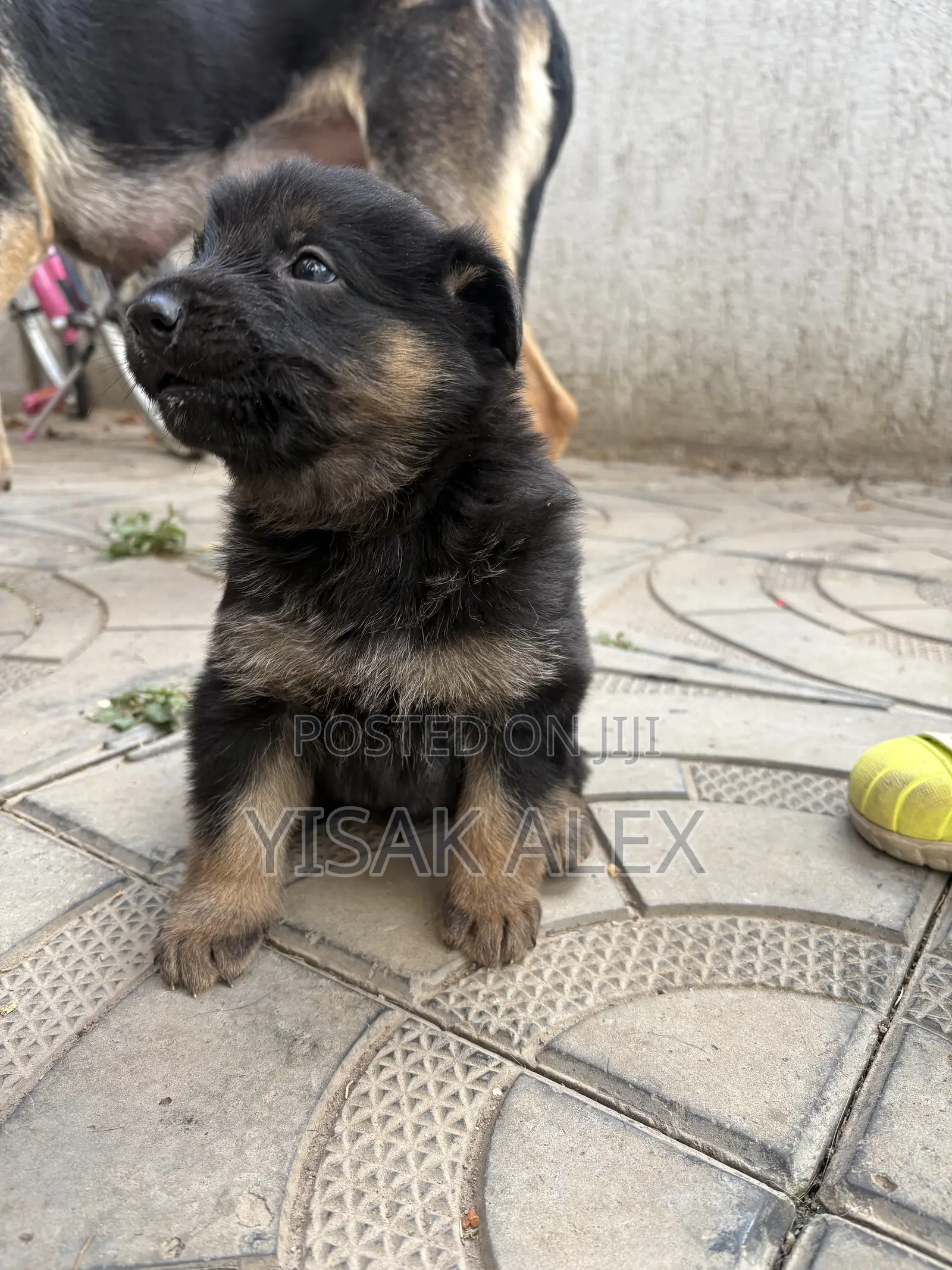 1-3 months Male Purebred German Shepherd