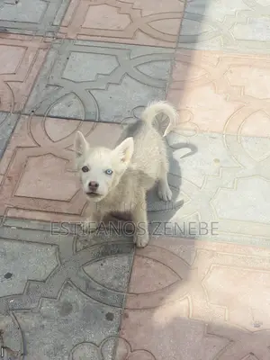 3-6 months Female Mixed Breed Siberian Husky