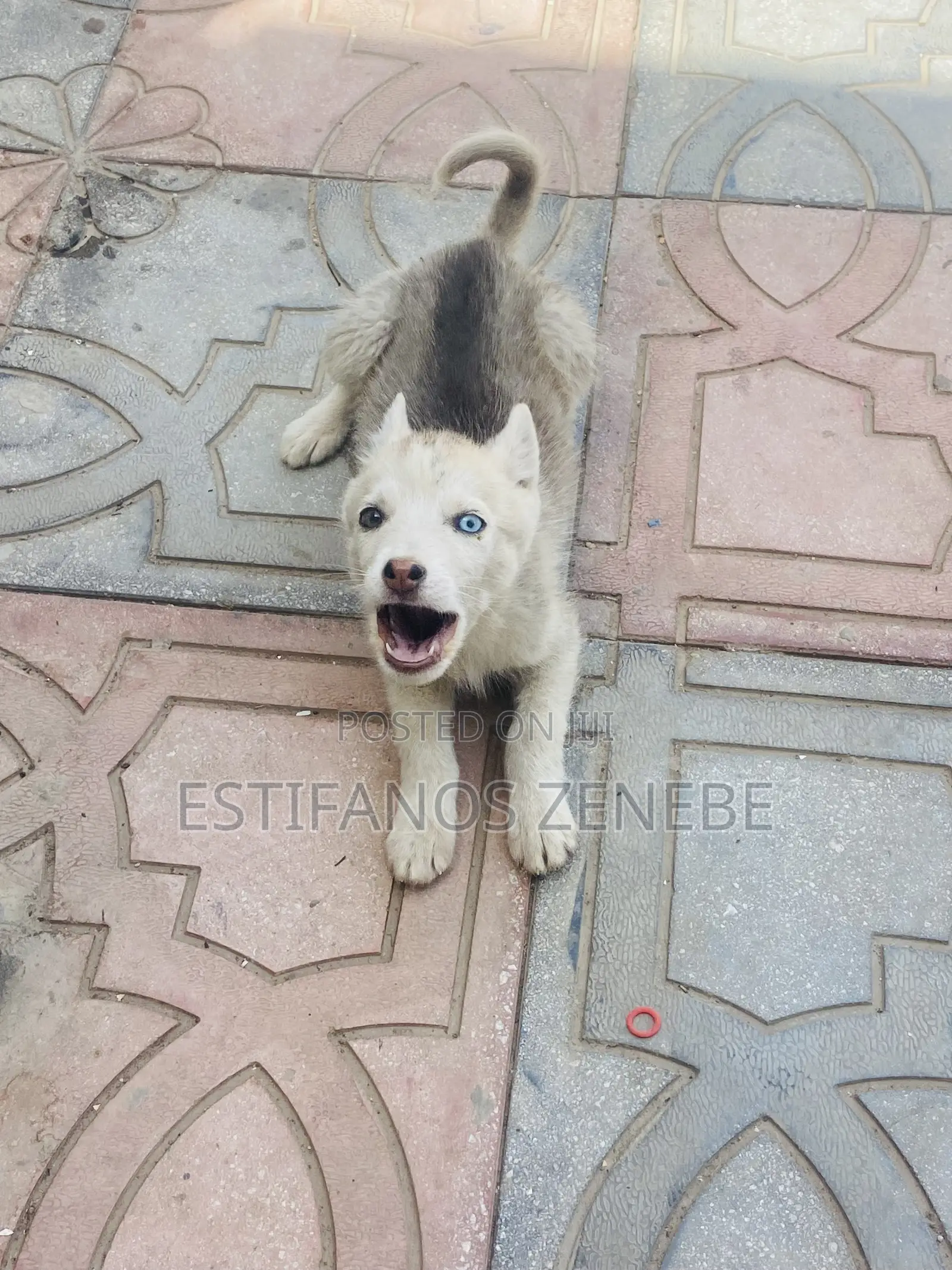 3-6 months Female Mixed Breed Siberian Husky