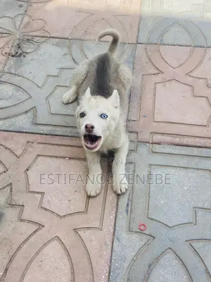 3-6 months Female Mixed Breed Siberian Husky