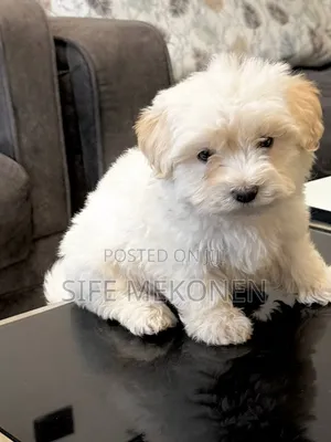 1-3 months Male Purebred Maltese