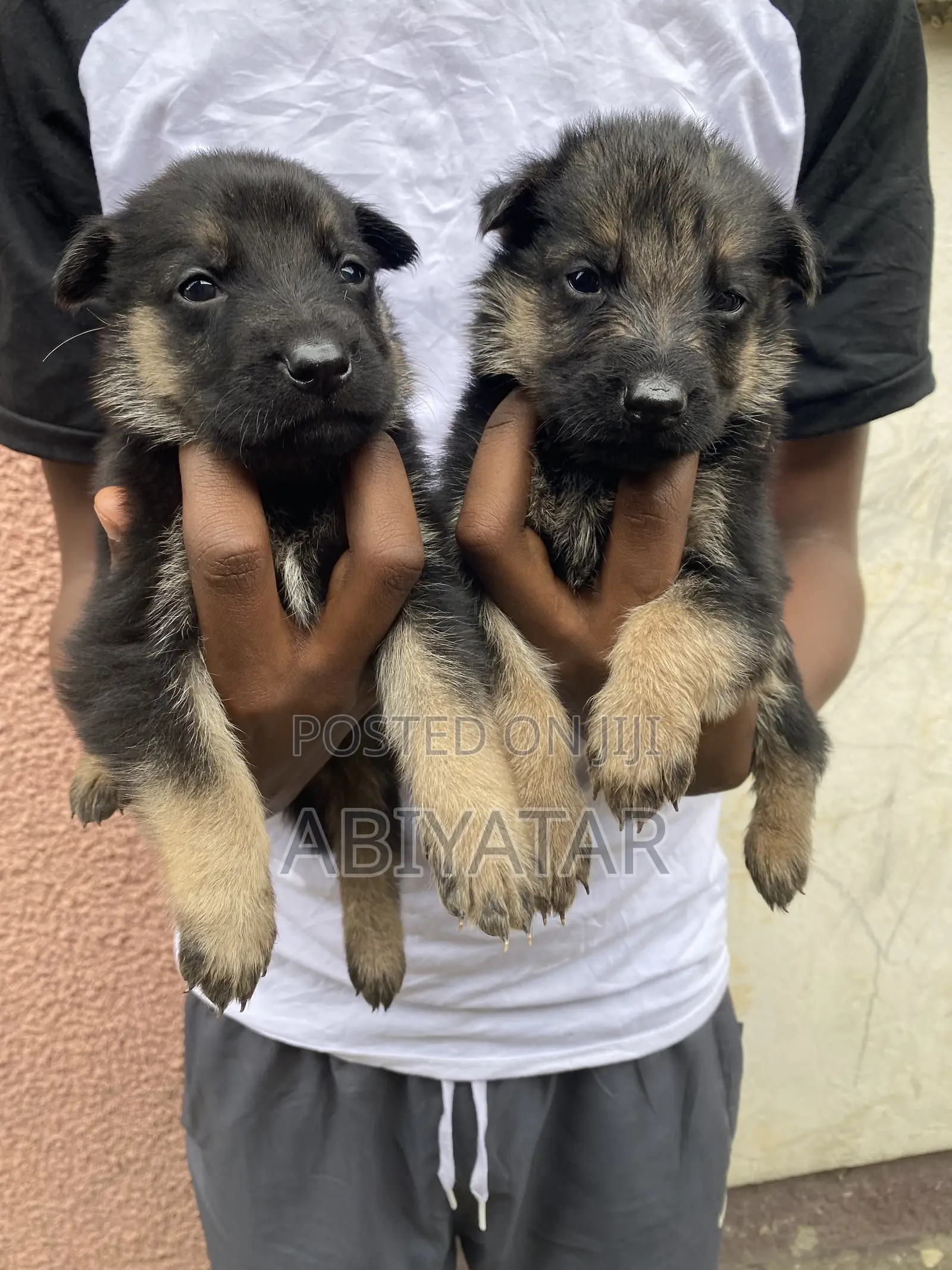 1-3 months Male Purebred German Shepherd
