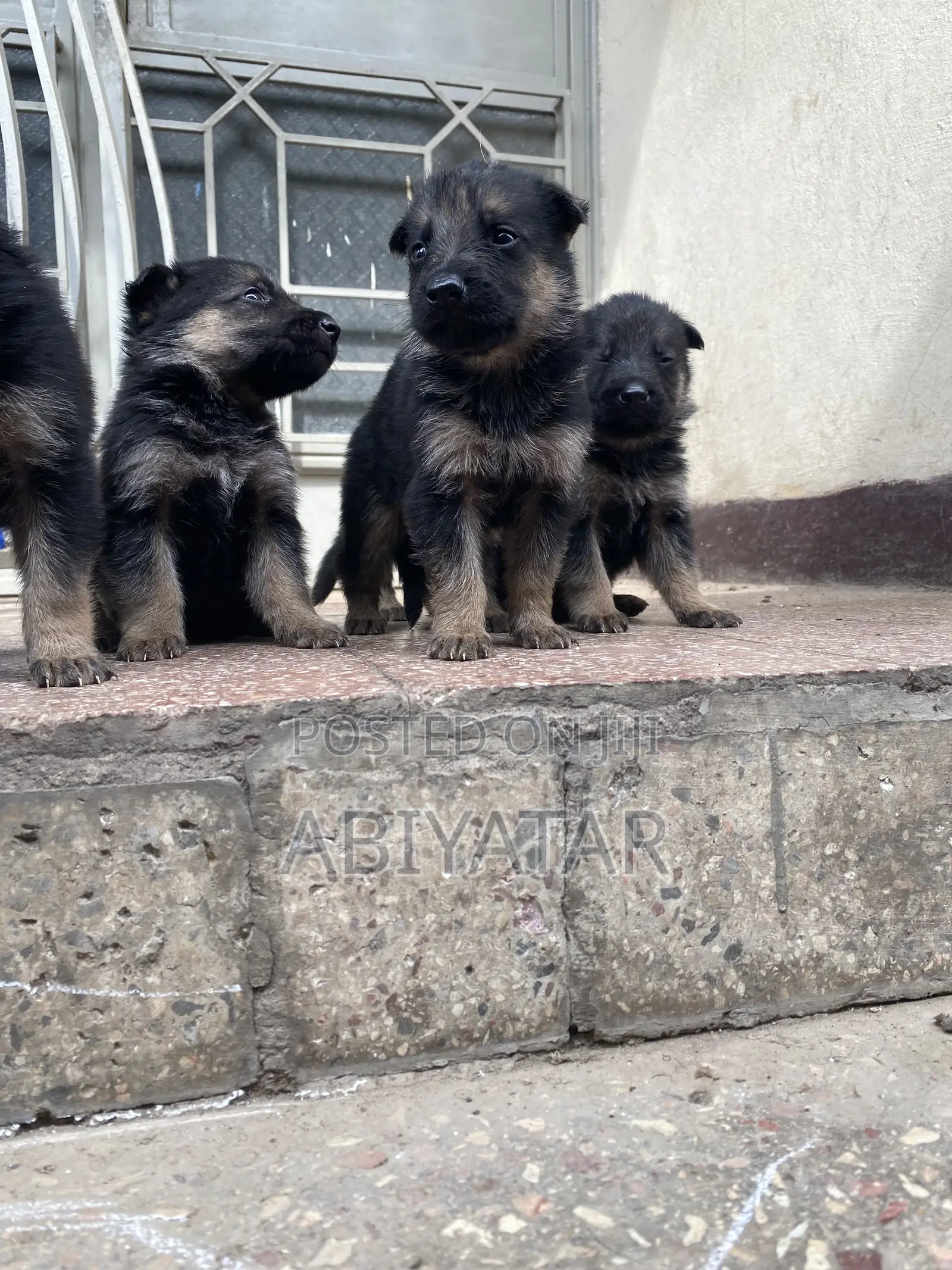 1-3 months Male Purebred German Shepherd