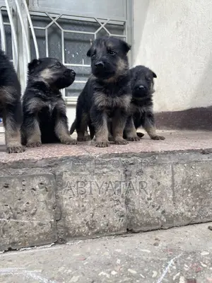 1-3 months Male Purebred German Shepherd