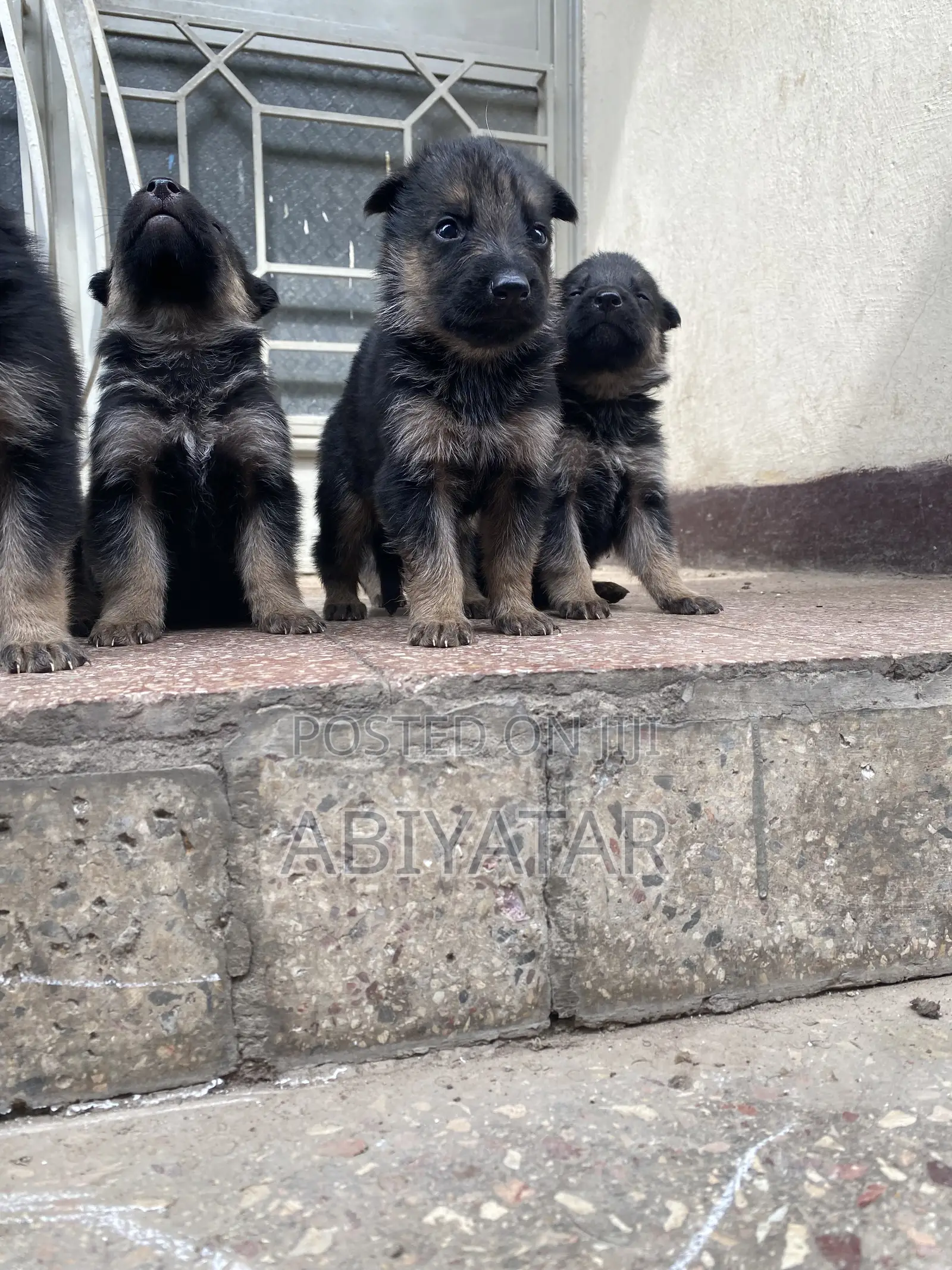 1-3 months Male Purebred German Shepherd