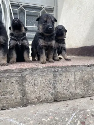 1-3 months Male Purebred German Shepherd