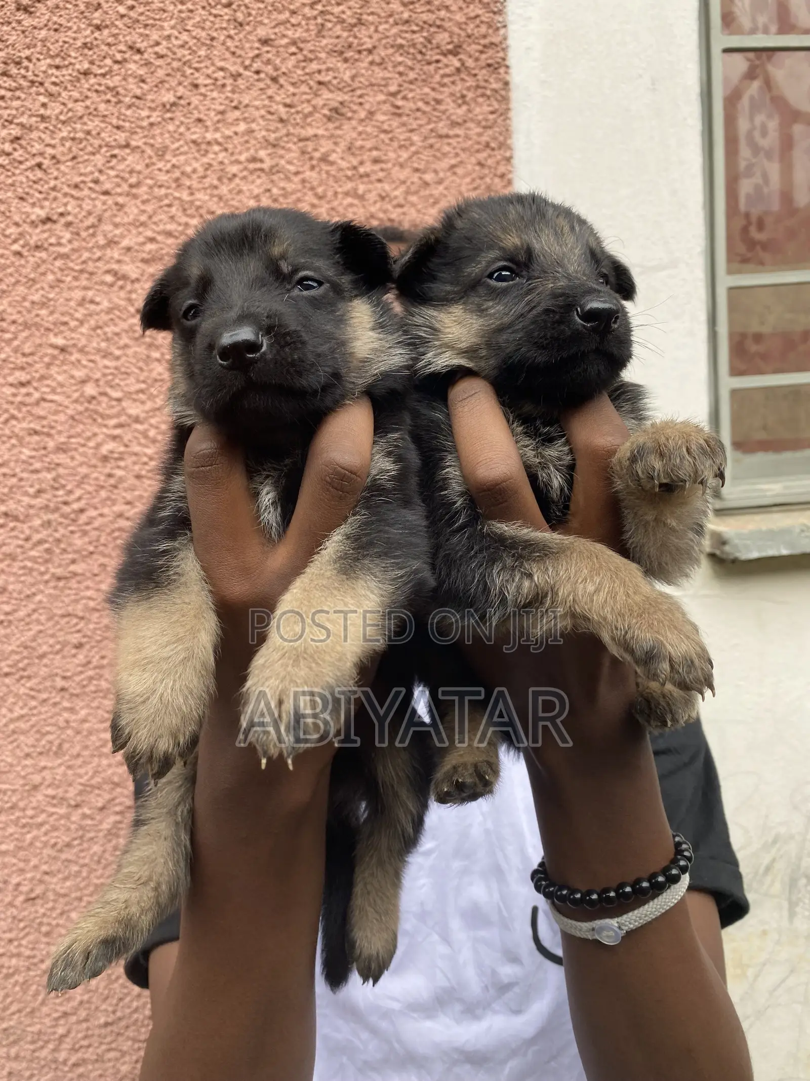 1-3 months Male Purebred German Shepherd