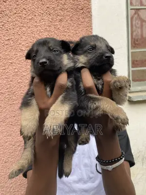 1-3 months Male Purebred German Shepherd