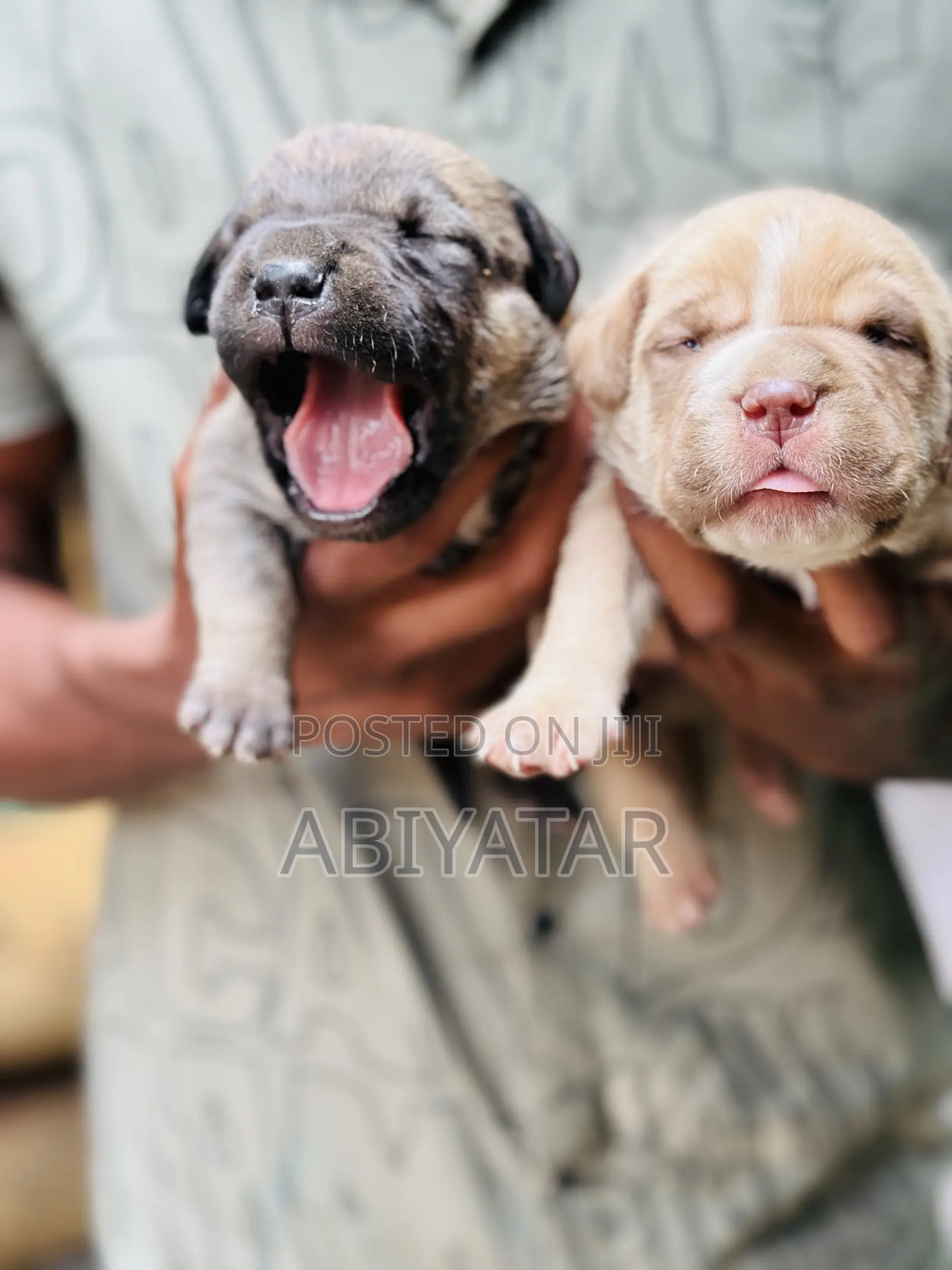 1-3 months Male Purebred American Bully