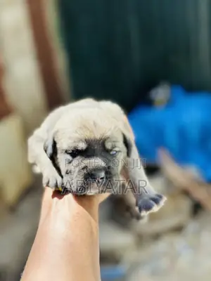 1-3 months Male Purebred American Bully