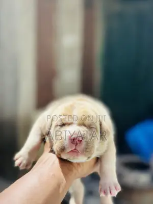 1-3 months Male Purebred American Bully
