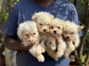 1-3 months Male Purebred Maltese