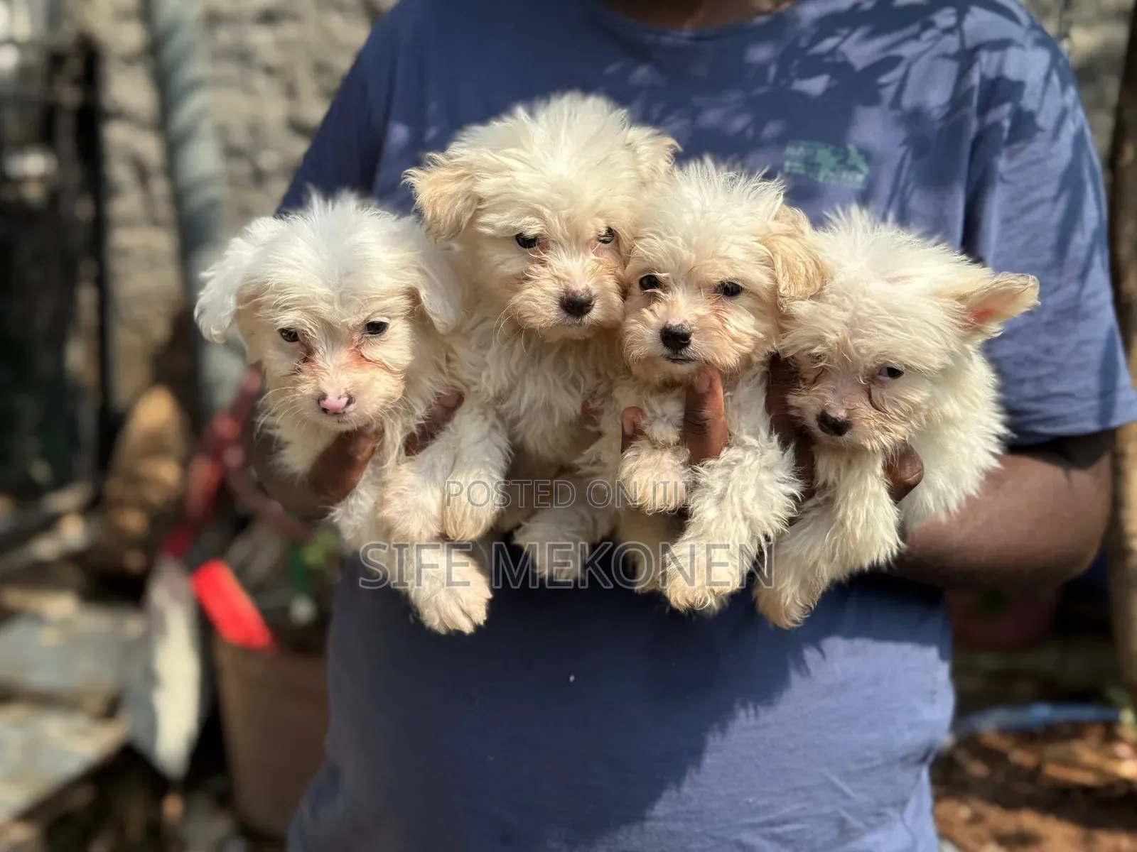 1-3 months Male Purebred Maltese