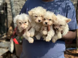 1-3 months Male Purebred Maltese