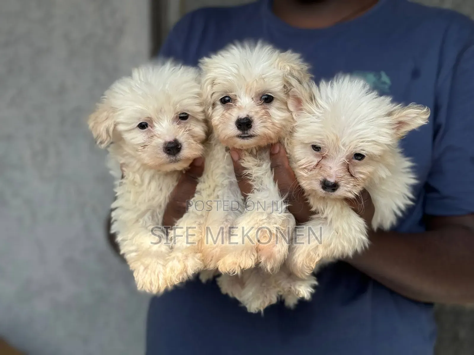 1-3 months Male Purebred Maltese