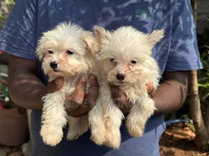 1-3 months Male Purebred Maltese