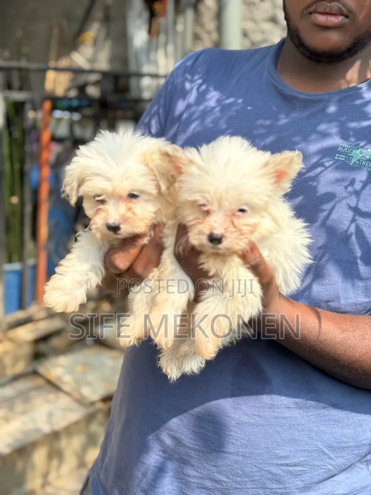 1-3 months Male Purebred Maltese