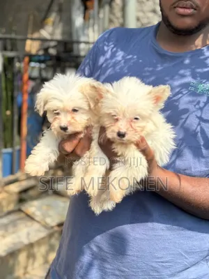 1-3 months Male Purebred Maltese