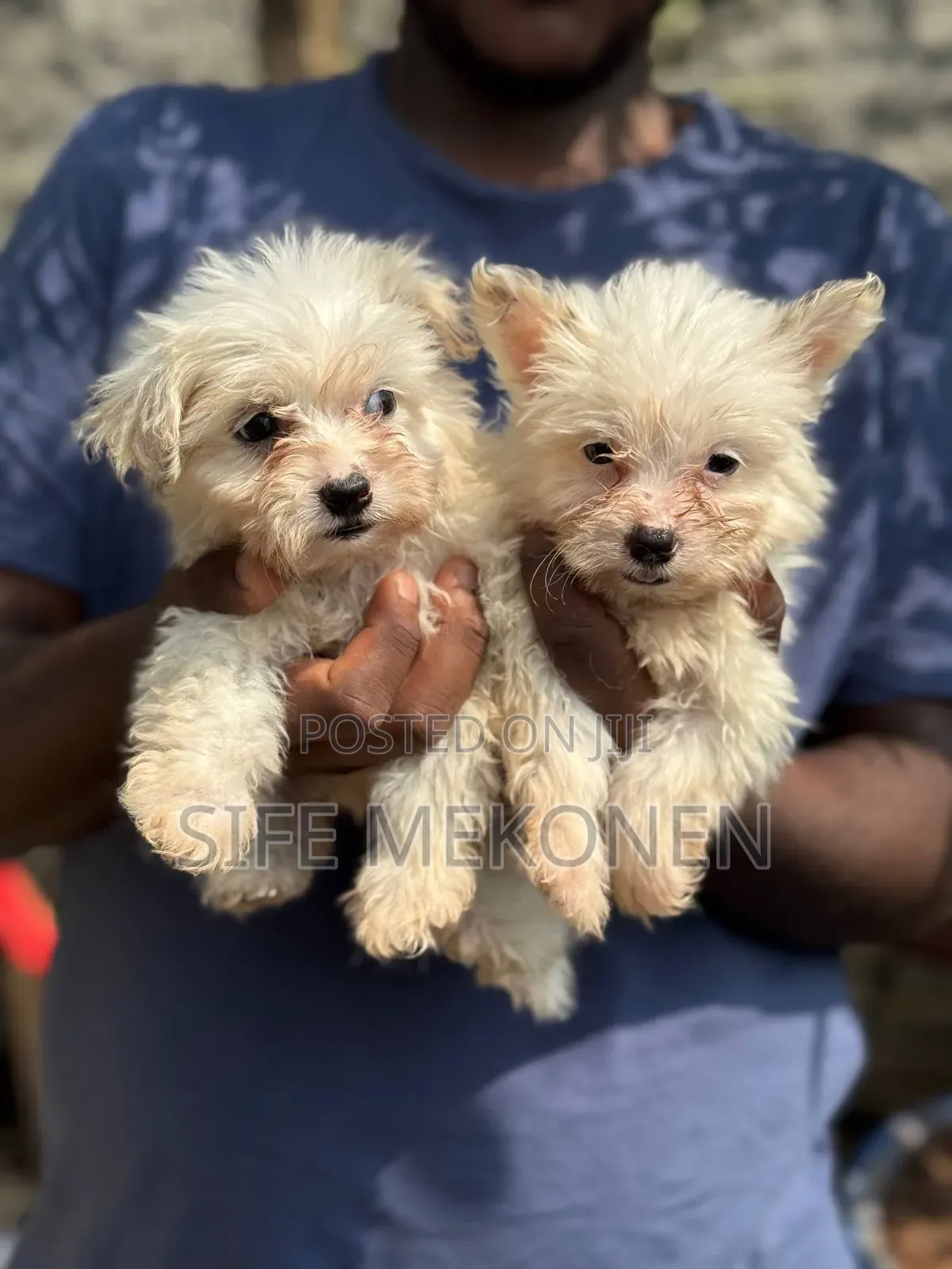 1-3 months Female Purebred Maltese