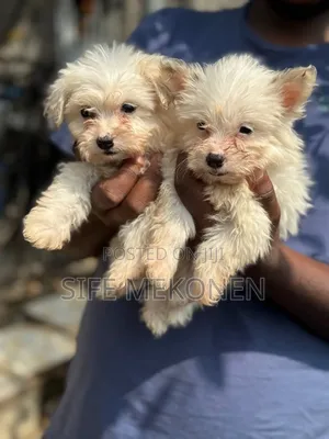 1-3 months Female Purebred Maltese