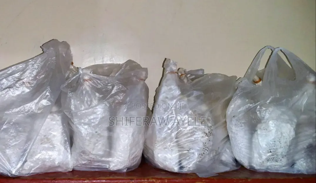 የበተን መሽሩም ዘር Button Mushroom Spawn