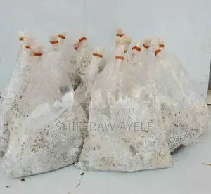 የበተን መሽሩም ዘር Button Mushroom Spawn